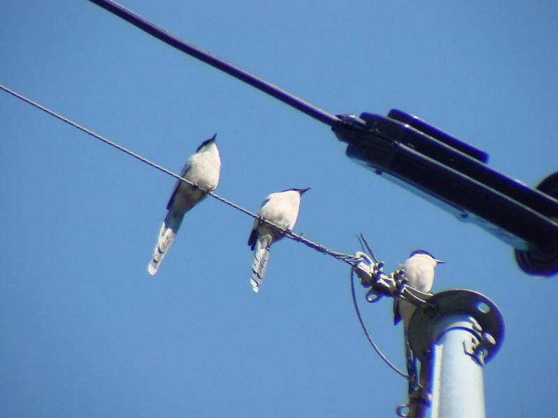 물까치 Cyanopica cyana (Azure-winged Magpies); DISPLAY FULL IMAGE.