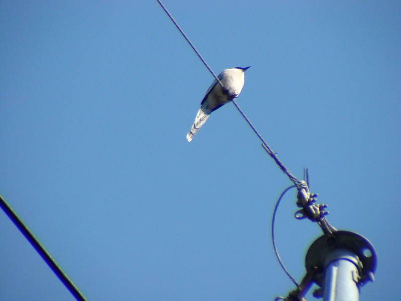 물까치 Cyanopica cyana (Azure-winged Magpie); DISPLAY FULL IMAGE.