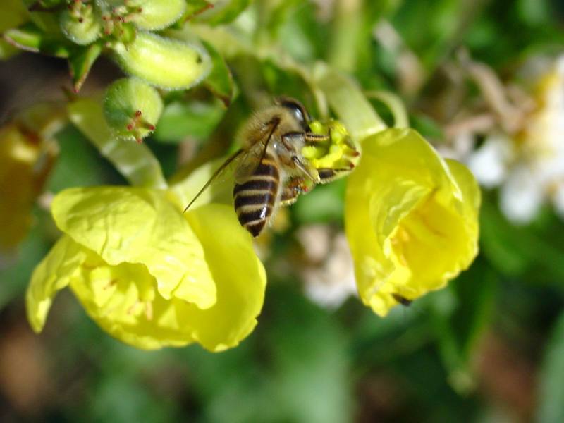 한봉??? 토종꿀벌처럼 보입니다. -- Asiatic honey bee (Apis cerana cerana); DISPLAY FULL IMAGE.