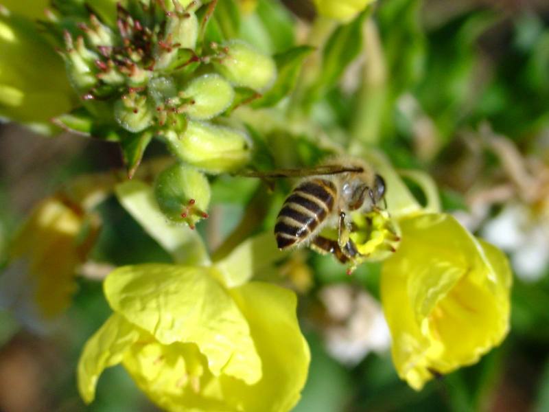 한봉??? 토종꿀벌처럼 보입니다. -- Asiatic honey bee (Apis cerana cerana); DISPLAY FULL IMAGE.