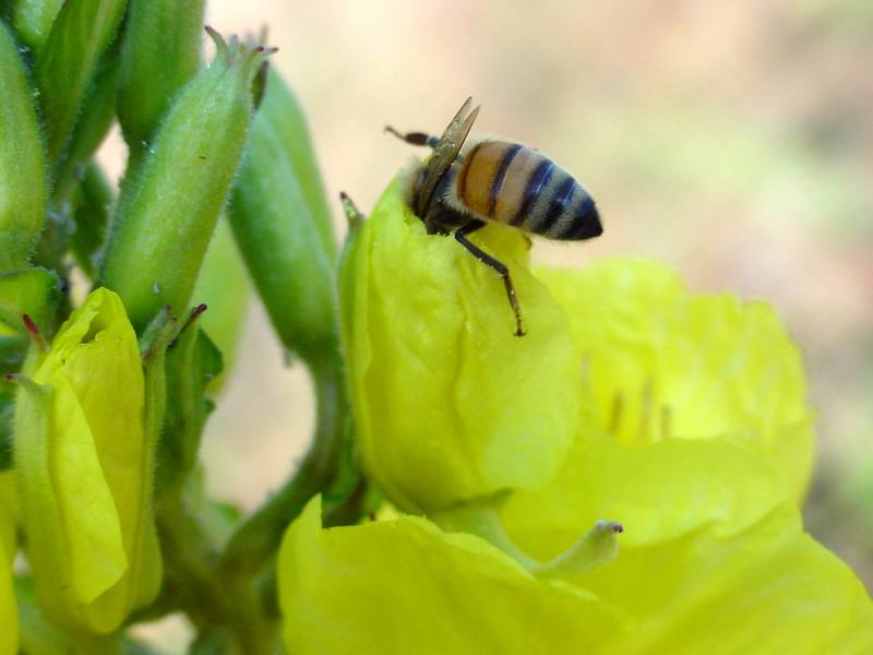 꿀벌(양봉) Apis mellifera (Western Honeybee); DISPLAY FULL IMAGE.