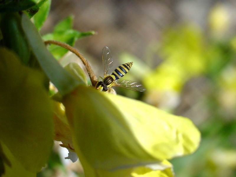 꼬마꽃등에 종류 -- 쟈바꽃등에 Allograpta javana (Javan hoverfly); DISPLAY FULL IMAGE.