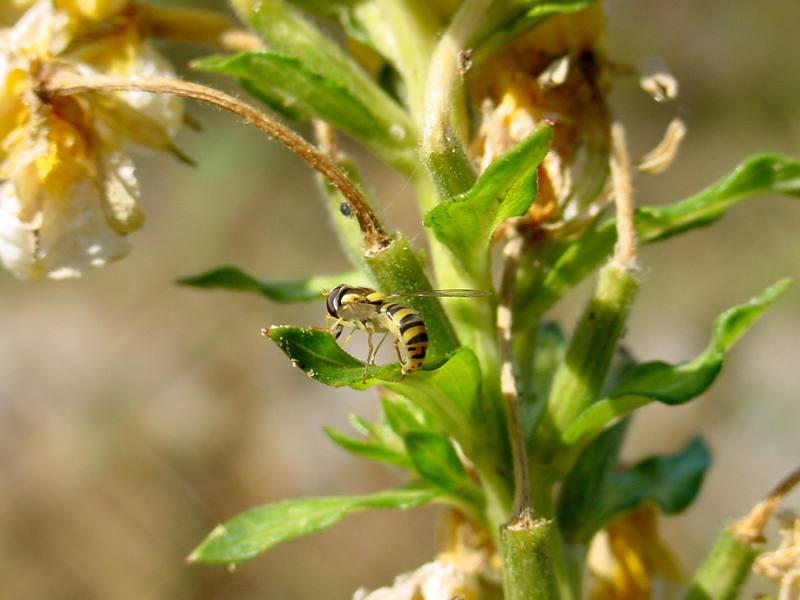 꼬마꽃등에 종류의 산란 -- 쟈바꽃등에 Allograpta javana (Javan hoverfly); DISPLAY FULL IMAGE.