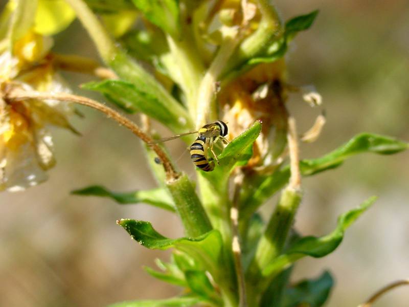 꼬마꽃등에 종류의 산란 -- 쟈바꽃등에 Allograpta javana (Javan hoverfly); DISPLAY FULL IMAGE.