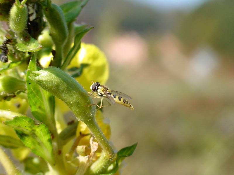 개미의 진딧물 농장과 꼬마꽃등에 종류의 산란 -- 쟈바꽃등에 Allograpta javana (Javan hoverfly); DISPLAY FULL IMAGE.