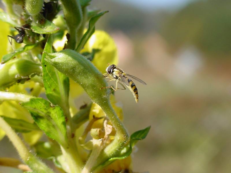 개미의 진딧물 농장과 꼬마꽃등에 종류의 산란 -- 쟈바꽃등에 Allograpta javana (Javan hoverfly); DISPLAY FULL IMAGE.