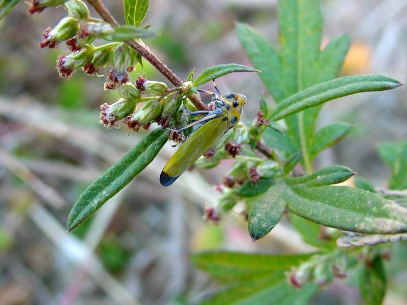 끝검은말매미충 Bothrogonia japonica (Black-tipped leafhopper); DISPLAY FULL IMAGE.