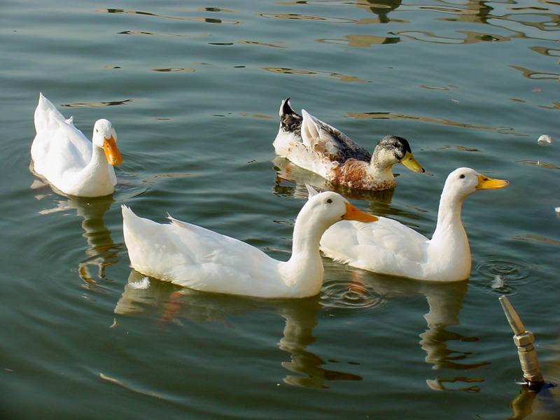 청둥오리와 집오리 (Mallard and Domestic Ducks); DISPLAY FULL IMAGE.
