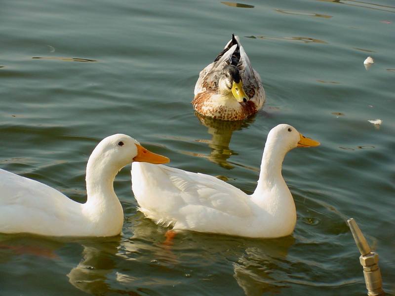 청둥오리와 집오리 (Mallard and Domestic Ducks); DISPLAY FULL IMAGE.