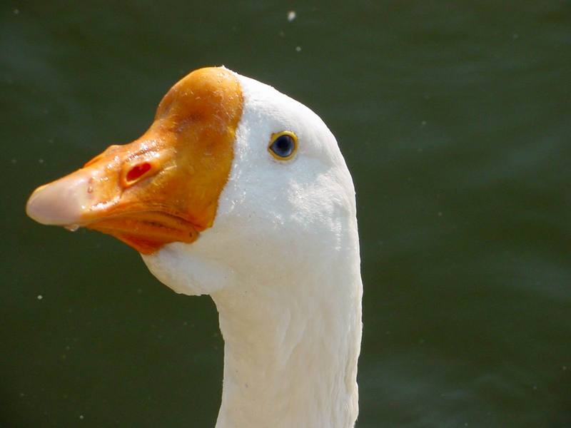 중국거위 Anser cygnoides (Swan Goose); DISPLAY FULL IMAGE.