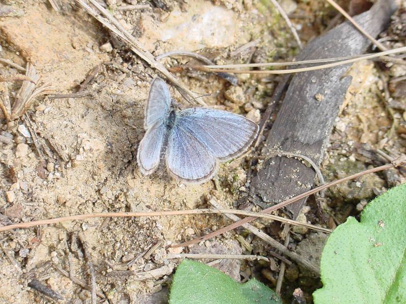 남방부전나비 Pseudozizeeria maha (Pale Grass Blue Butterfly); DISPLAY FULL IMAGE.