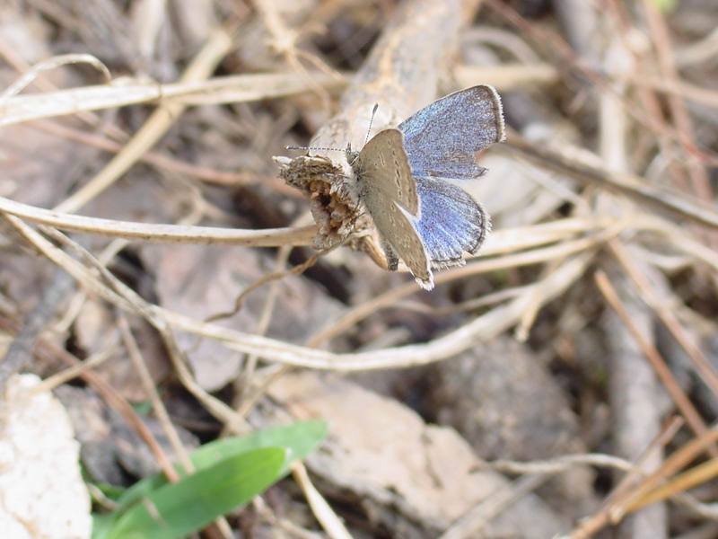 남방부전나비 Pseudozizeeria maha (Pale Grass Blue Butterfly); DISPLAY FULL IMAGE.