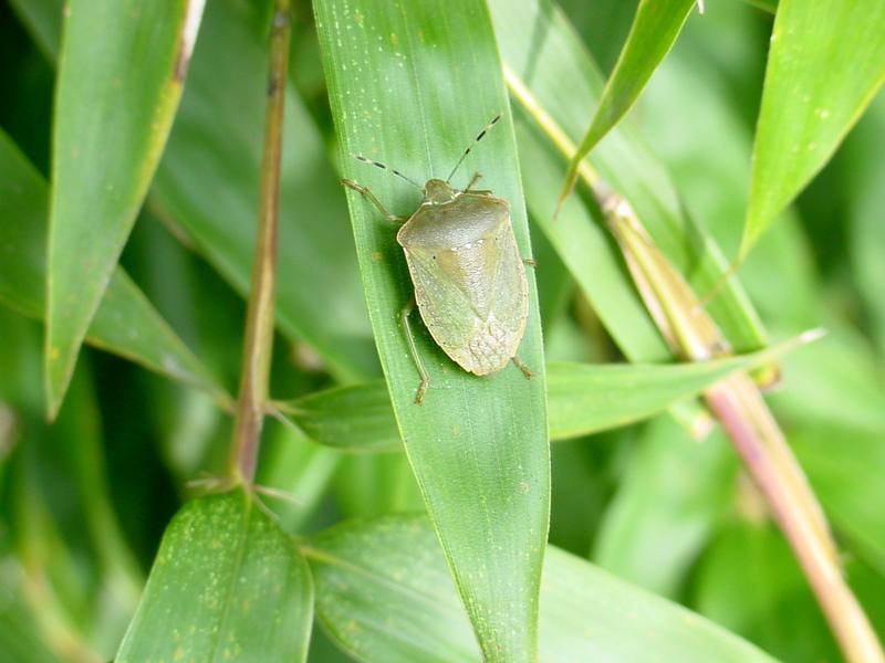 대나무 잎위의 풀색노린재 Nezara antennata (Green Stink Bug); DISPLAY FULL IMAGE.