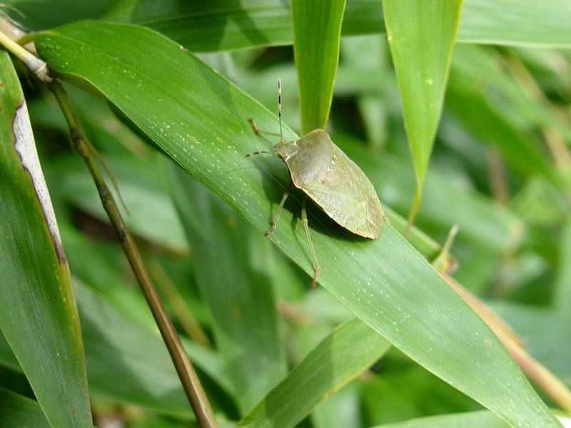 대나무 잎위의 풀색노린재 Nezara antennata (Green Stink Bug); DISPLAY FULL IMAGE.