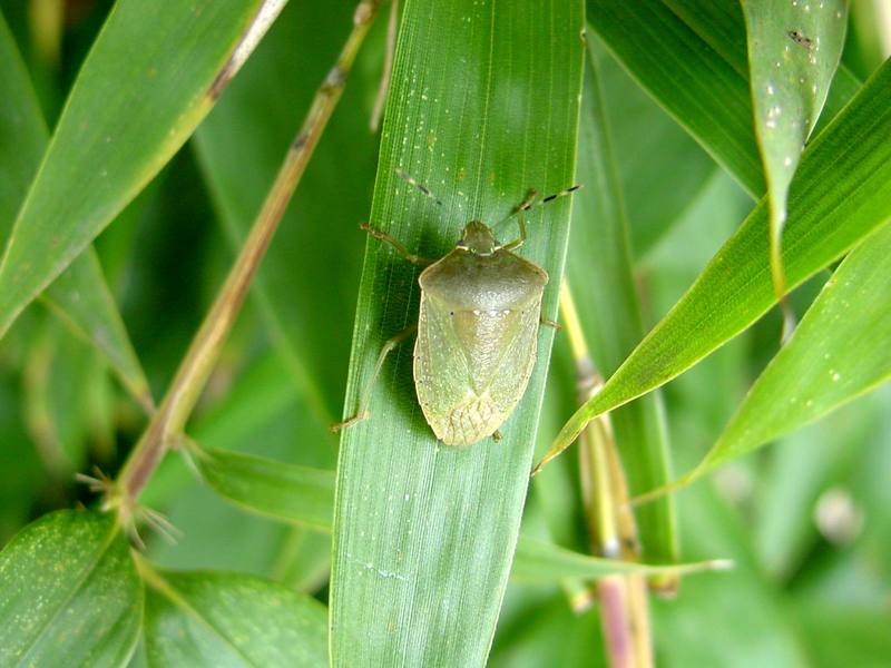 대나무 잎위의 풀색노린재 Nezara antennata (Green Stink Bug); DISPLAY FULL IMAGE.