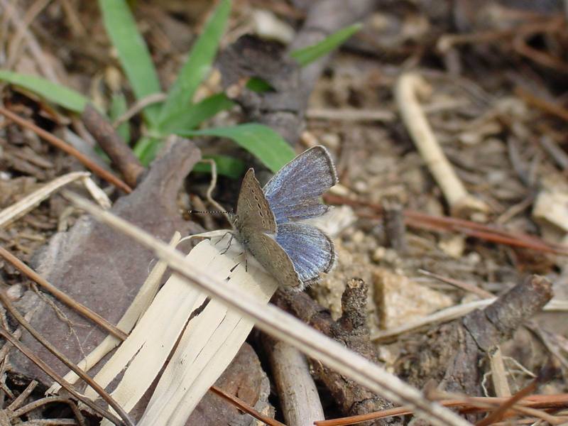 남방부전나비 Pseudozizeeria maha (Pale Grass Blue Butterfly); DISPLAY FULL IMAGE.