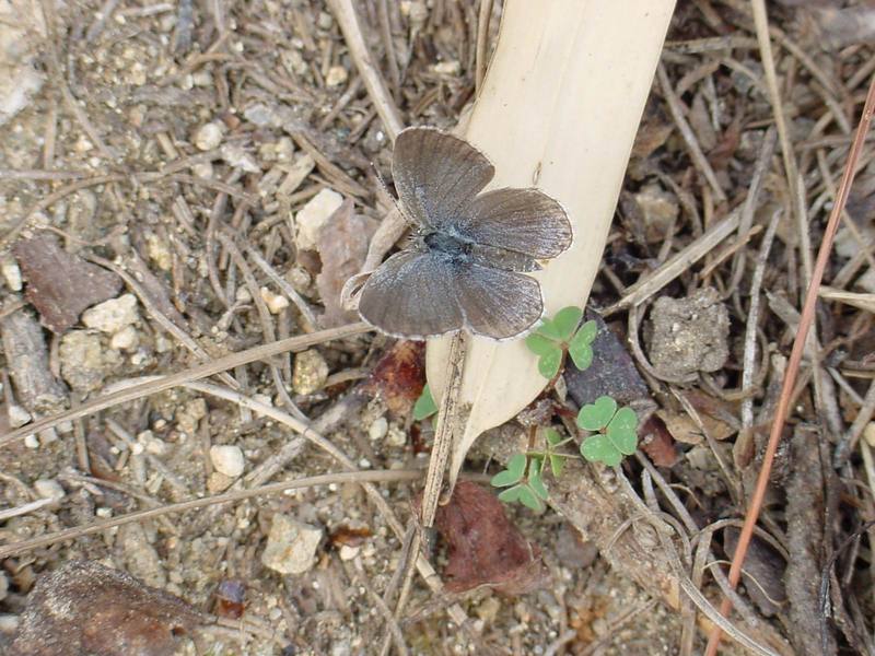 남방부전나비 Pseudozizeeria maha (Pale Grass Blue Butterfly); DISPLAY FULL IMAGE.