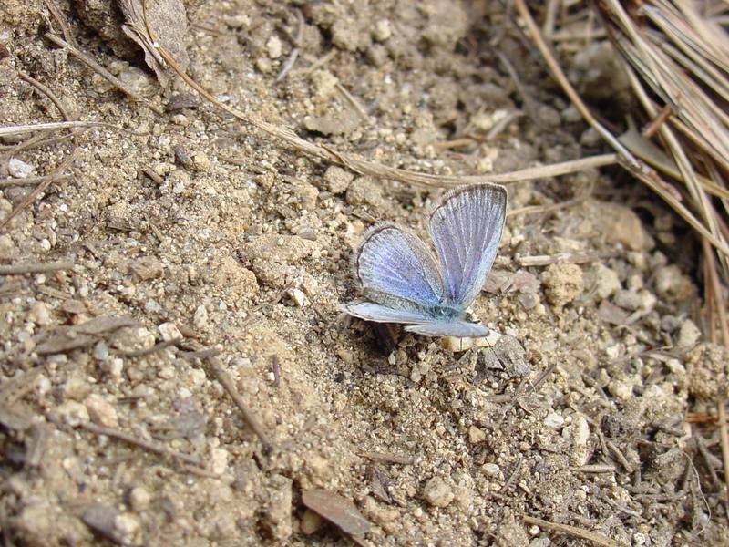 남방부전나비 Pseudozizeeria maha (Pale Grass Blue Butterfly); DISPLAY FULL IMAGE.