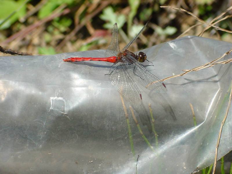 고추잠자리??? --> 두점박이좀잠자리(성숙 수컷) Sympetrum eroticum (Darter Dragonfly); DISPLAY FULL IMAGE.