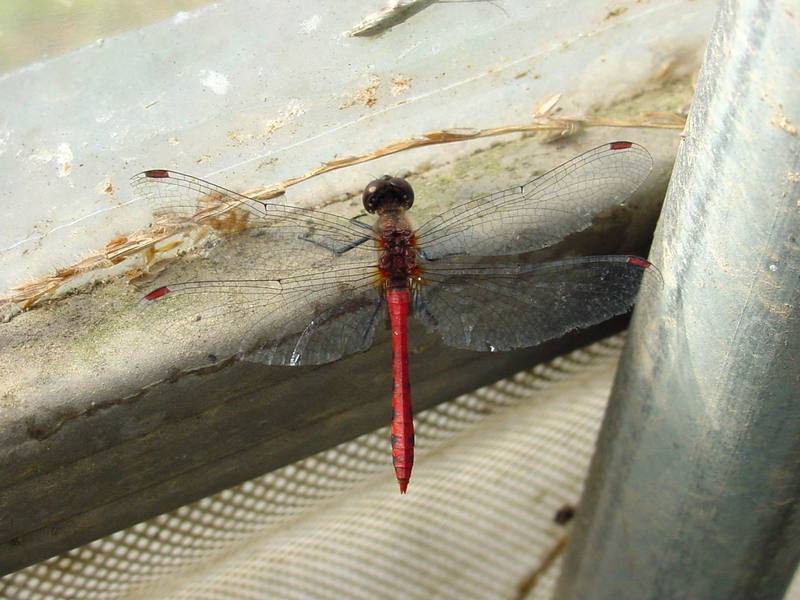 고추잠자리??? --> 두점박이좀잠자리(성숙 수컷) Sympetrum eroticum (Darter Dragonfly); DISPLAY FULL IMAGE.