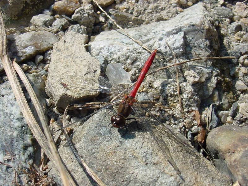 고추잠자리??? --> 두점박이좀잠자리(성숙 수컷) Sympetrum eroticum (Darter Dragonfly); DISPLAY FULL IMAGE.