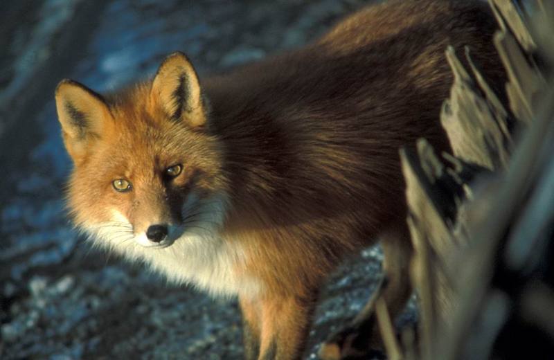 Red Fox (Vulpes vulpes) {!--미국여우(붉은여우)-->; DISPLAY FULL IMAGE.