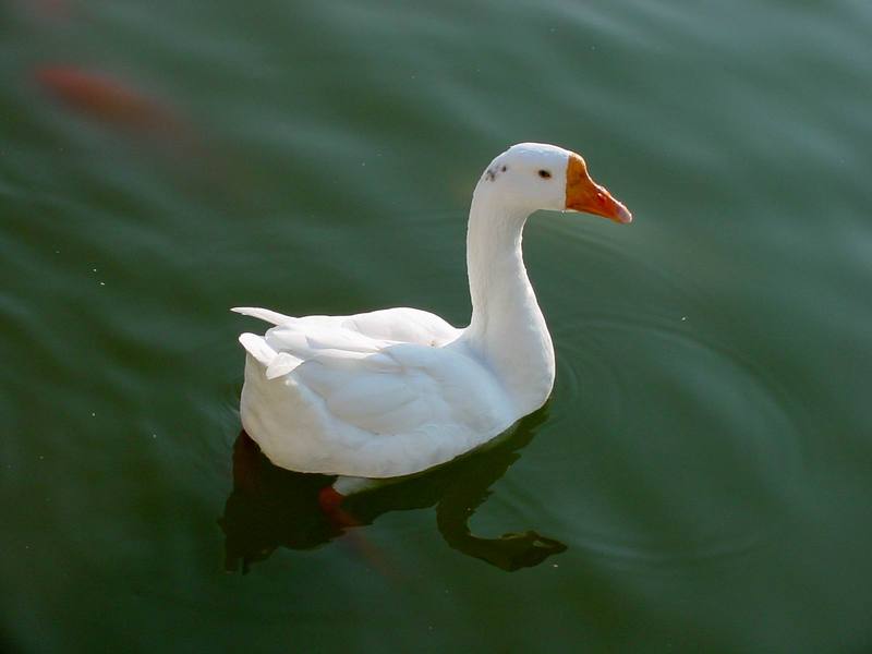 중국거위 Anser cygnoides (Swan Goose); DISPLAY FULL IMAGE.