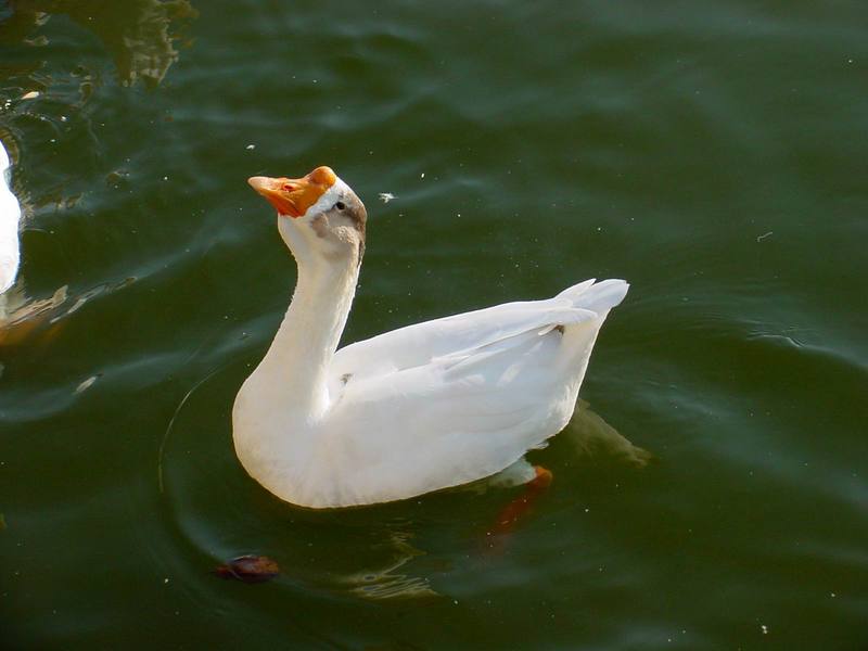 중국거위 Anser cygnoides (Swan Goose); DISPLAY FULL IMAGE.