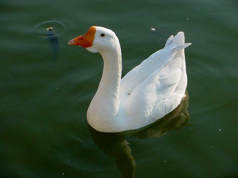 중국거위 Anser cygnoides (Swan Goose); DISPLAY FULL IMAGE.