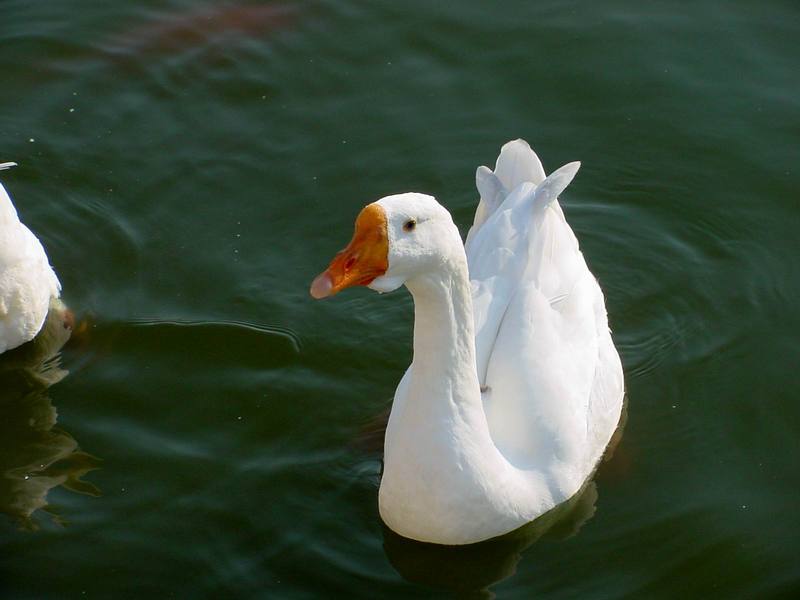 중국거위 Anser cygnoides (Swan Goose); DISPLAY FULL IMAGE.