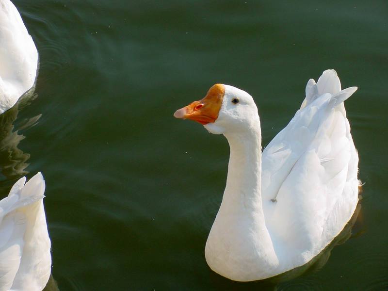 중국거위 Anser cygnoides (Swan Goose); DISPLAY FULL IMAGE.