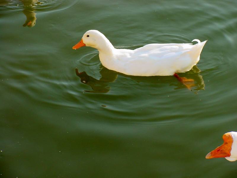 집오리 (Domestic Duck); DISPLAY FULL IMAGE.
