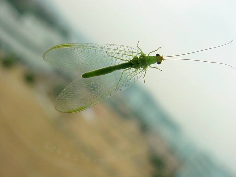 때늦은 풀잠자리 (Green Lacewing); DISPLAY FULL IMAGE.