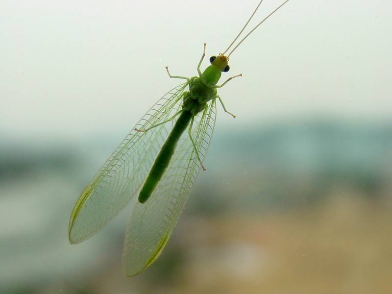 때늦은 풀잠자리 (Green Lacewing); DISPLAY FULL IMAGE.