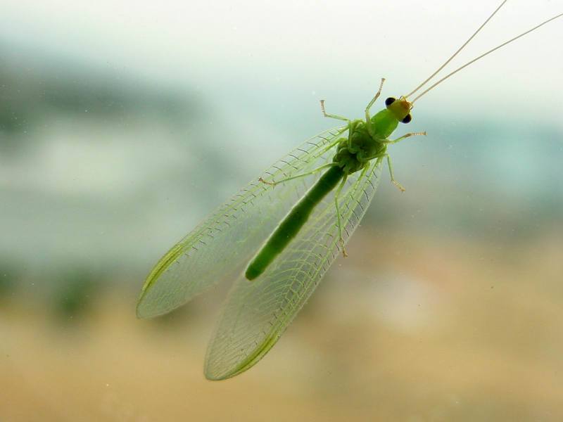 때늦은 풀잠자리 (Green Lacewing); DISPLAY FULL IMAGE.