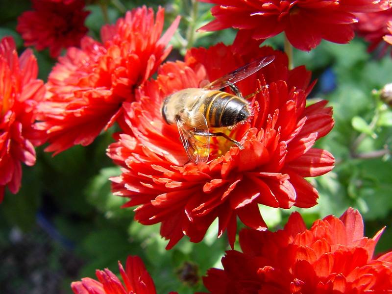 꽃위의 꽃등에 -- 배짧은꽃등에 Eristalis cerealis (Hoverfly); DISPLAY FULL IMAGE.