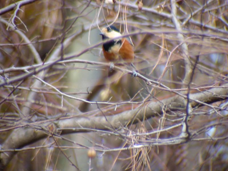 곤줄박이 Parus varius (Varied Tit); DISPLAY FULL IMAGE.