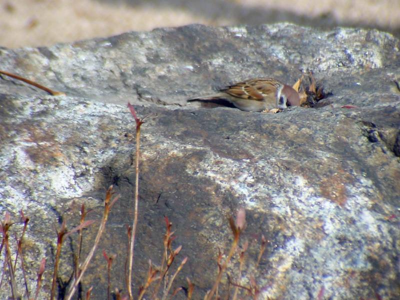 참새 Passer montanus (Tree Sparrow); DISPLAY FULL IMAGE.