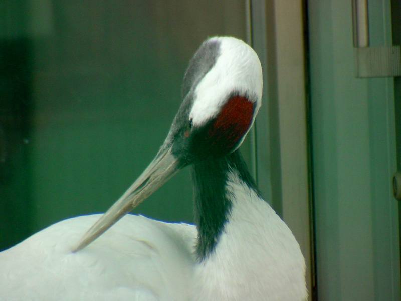 두루미 Grus japonensis (Red-crowned Crane); DISPLAY FULL IMAGE.