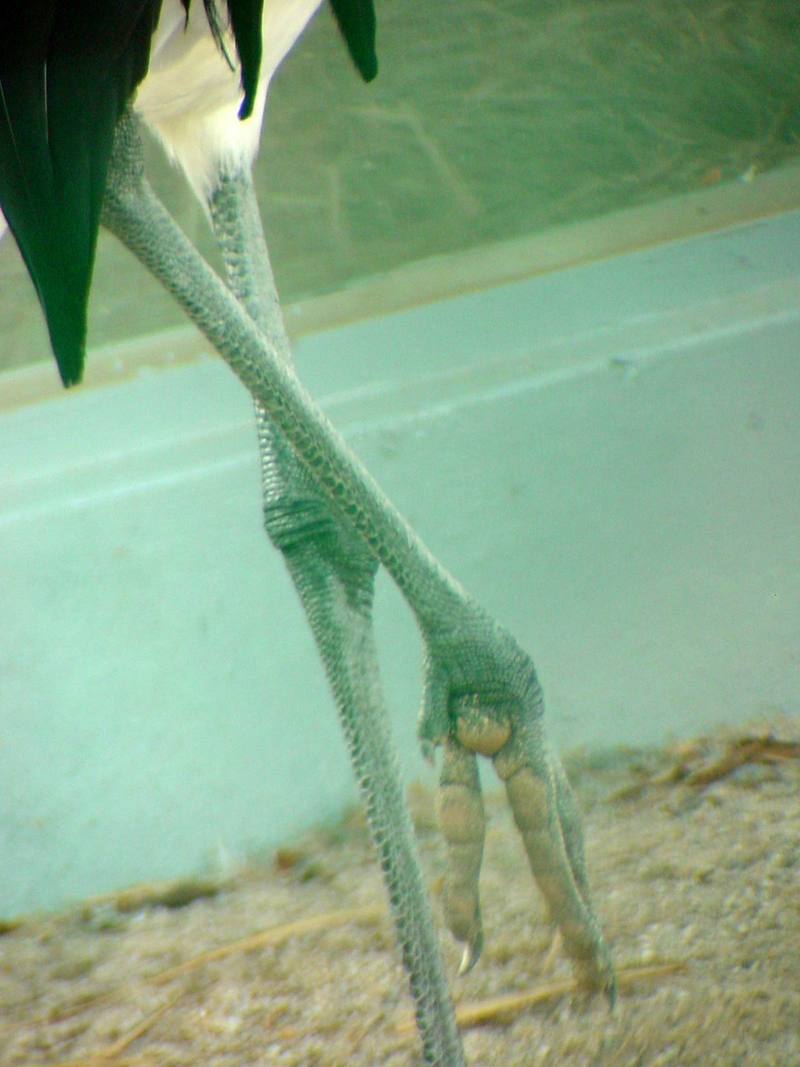 두루미 Grus japonensis (Red-crowned Crane); DISPLAY FULL IMAGE.