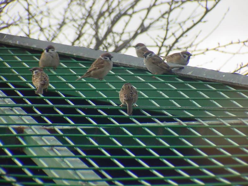 참새 Passer montanus (Tree Sparrows); DISPLAY FULL IMAGE.