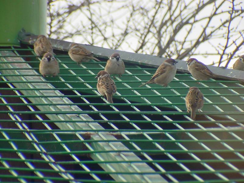 참새 Passer montanus (Tree Sparrows); DISPLAY FULL IMAGE.