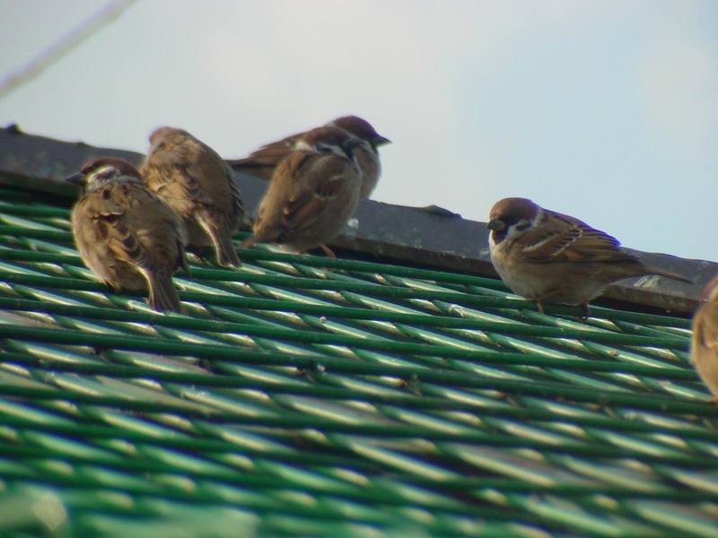 참새 Passer montanus (Tree Sparrows); DISPLAY FULL IMAGE.