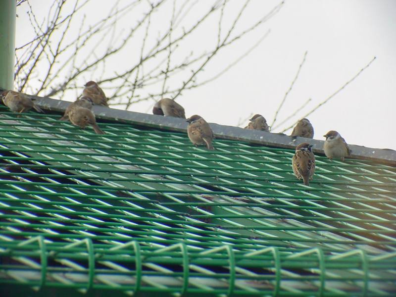 참새 Passer montanus (Tree Sparrows); DISPLAY FULL IMAGE.