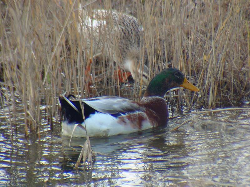 청둥오리 Anas platyrhynchos (Mallard Duck F1); DISPLAY FULL IMAGE.