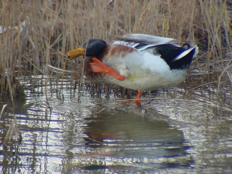 청둥오리 Anas platyrhynchos (Mallard Duck F1); DISPLAY FULL IMAGE.