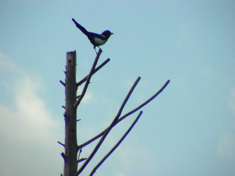 까치 Pica pica (Black-billed Magpie); DISPLAY FULL IMAGE.