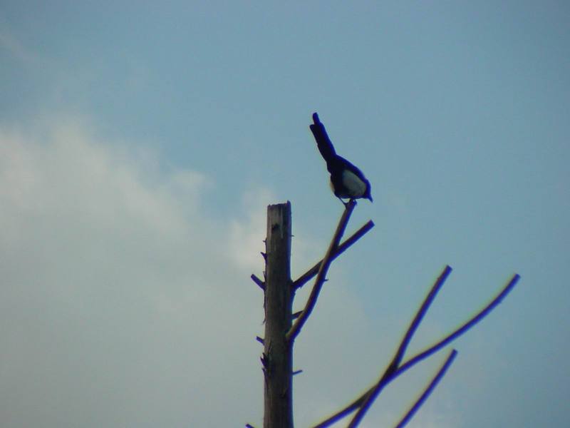 까치 Pica pica (Black-billed Magpie); DISPLAY FULL IMAGE.