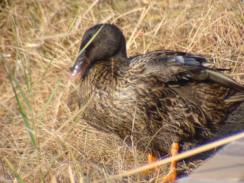 청둥오리 Anas platyrhynchos (Mallard Duck F1); DISPLAY FULL IMAGE.