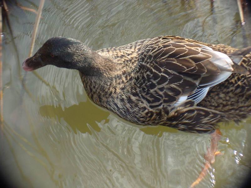 청둥오리 Anas platyrhynchos (Mallard Duck F1); DISPLAY FULL IMAGE.